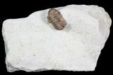 Bargain, Paciphacops Trilobite - Oklahoma #92750-2